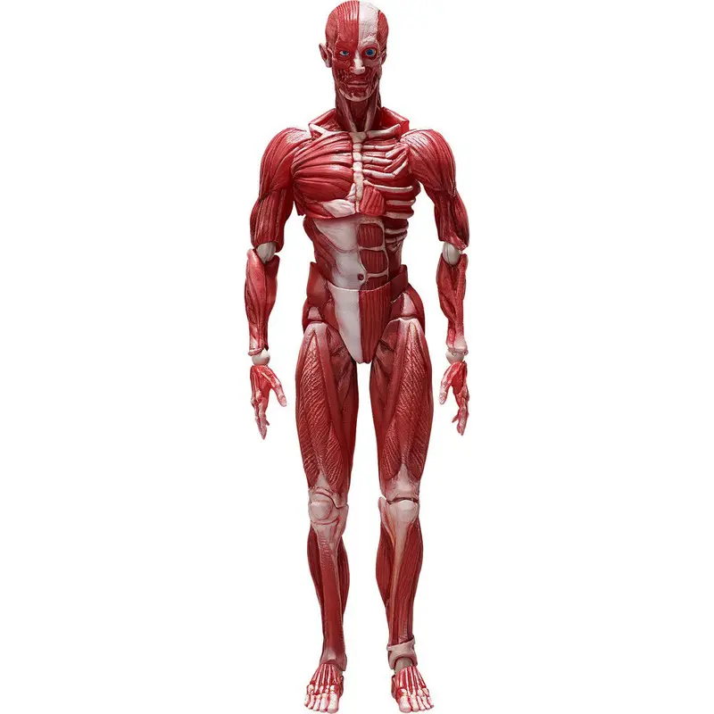 Figma Sp-142 Human Anatomical Model 1